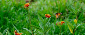 模糊的飞行平原老虎非洲君主蝴蝶达那俄斯chrysippus黄色的红色的花栖息地背景美丽的蝴蝶肖像Backround