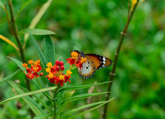 特写镜头平原老虎非洲君主蝴蝶达那俄斯chrysippus黄色的红色的花栖息地背景美丽的蝴蝶肖像Backround