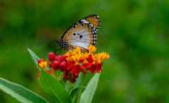 宏拍摄平原老虎非洲君主蝴蝶达那俄斯chrysippus黄色的红色的花栖息地背景美丽的蝴蝶肖像Backround