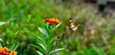 红色的黄色的花模糊的飞行平原老虎非洲君主蝴蝶达那俄斯chrysippus美丽的花蝴蝶肖像Backround