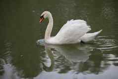 白色天鹅野生美丽的天鹅游泳湖