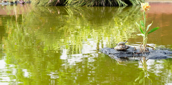 婴儿乌龟骑妈妈海龟回来妈妈。孩子乌龟婴儿乌龟玩马背上的骑父乌龟