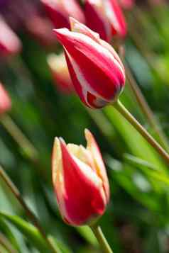 美丽的春天花垂直红色的郁金香白色条纹