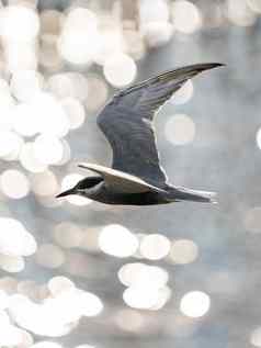留胡须的燕鸥飞行开放翅膀美丽的海洋