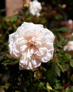 白色玫瑰玫瑰布什
