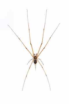 图像跟踪蜘蛛赫西利亚孤立的白色背景动物昆虫