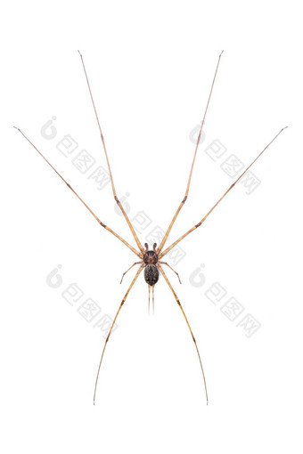 图像跟踪蜘蛛赫西利亚孤立的白色背景动物昆虫