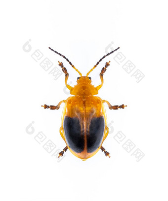 图像twin-spotted甲虫类人安德烈维西孤立的白色背景动物昆虫