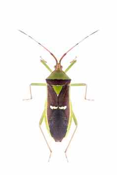 图像绿色Legume豆荚错误半翅目孤立的白色背景动物昆虫
