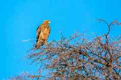 沃尔伯格的鹰卡加拉加迪在国外做的公园南非洲