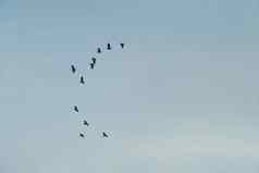 复制空间空白夏天蓝色的天空白色云鸟飞比喻自由免费的