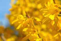 美丽的黄色的连翘花朵花园春天趋势颜色