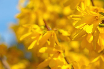 美丽的黄色的<strong>连翘</strong>花朵花园春天趋势颜色