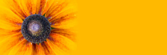 全景大黄色的花黄色的背景紫锥菊关闭细节黄色的横幅宽背景宏照片概念夏天太阳阳光夏天假期旅行热带花热天大文本负全景空间