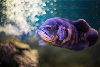 鱼类percid天文蓝色的水族馆