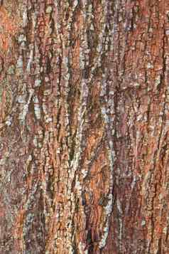 树树皮自然纹理模式木背景