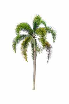 棕榈树观赏植物美丽的白色背景