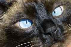 蓝色的眼睛西姆斯猫猫的眼睛