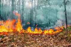 澳大利亚bushfires火推动风热