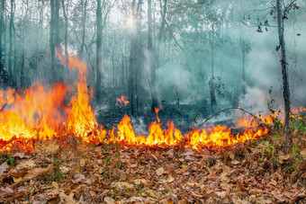 澳大利亚bushfires火推动<strong>风</strong>热