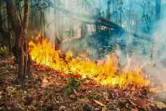 澳大利亚bushfires火推动风热