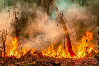 <strong>亚马逊</strong>雨森林火灾难燃烧率科学家们