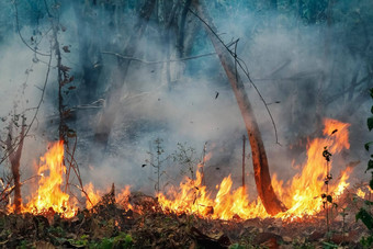 <strong>亚马逊</strong>雨森林火灾难燃烧率科学家们