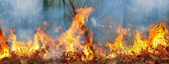 亚马逊雨森林火灾难燃烧率科学家们