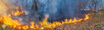 非洲森林火灾刚果盆地中央非洲