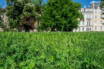 草绿色四叶草公园城市欧洲保加利亚阳光明媚的一天