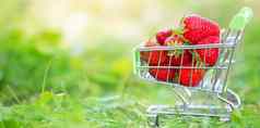 车超市草莓绿色草横幅美丽的夏天浆果