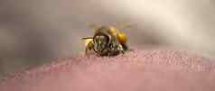 西方蜂蜜蜜蜂欧洲蜂蜜蜜蜂