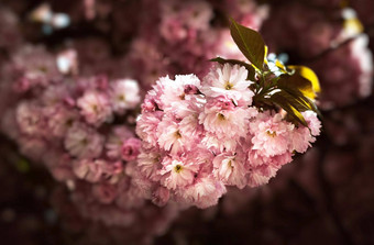 樱花树花太阳光