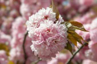 樱花树花太阳光