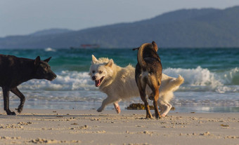 白色狗棕色（的）狗玩海滩