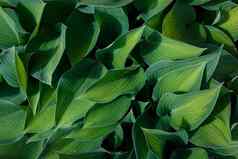 长绿色hosta叶子背景复制空间概念夏天自然