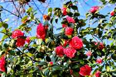 粉红色的山茶花粳稻花花园吉马良斯