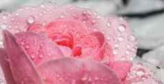 粉红色的玫瑰花白色花瓣滴模糊光背景芳香疗法水疗中心概念
