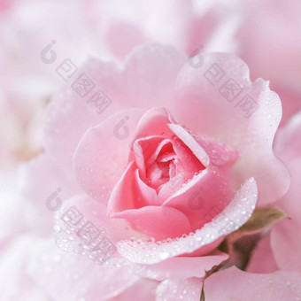 美丽的粉红色的玫瑰水滴背景软焦点浪漫的风格