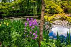 池塘树睡莲法国花园