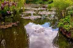 池塘树睡莲法国花园