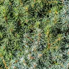 特写镜头绿色叶子装饰常绿松柏科的树加拿大云杉云杉glauca滴水雨自然背景