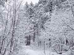 美丽的雪冬天森林白雪公主路滑雪跟踪雪覆盖树灌木
