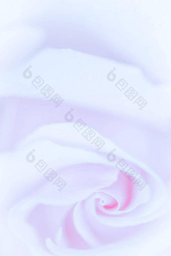 软焦点摘要花背景紫色的玫瑰花宏花背景假期<strong>品牌设计</strong>