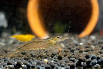 日本人的虾吃食物保持水生土壤黄色的虾<strong>诗歌</strong>装饰背景