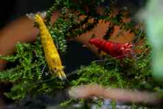 黄色的矮虾保持绿色叶水生植物莫斯火红色的虾黑暗背景