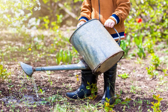 可爱的蹒跚学步的男孩他橡胶靴子<strong>浇水</strong>植物<strong>浇水</strong>花园迷人的孩子帮助父母成长蔬菜