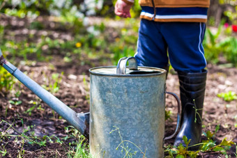 可爱的蹒跚学步的男孩他橡胶靴子浇水植物浇水花园迷人的孩子帮助父母成长蔬菜