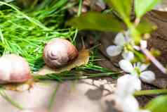 大白色snails-mollusks棕色（的）条纹壳牌爬行岩石太阳蜗牛关闭自然环境