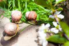大白色snails-mollusks棕色（的）条纹壳牌爬行岩石太阳蜗牛关闭自然环境